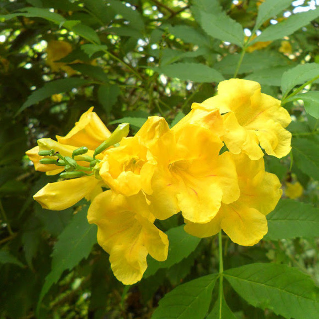 Ground Cover Plants That Will Thrive in Your Arizona Garden ...