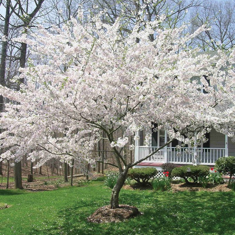 The Best 15 Ornamental Trees to Grow in Alabama - PlantNative.org