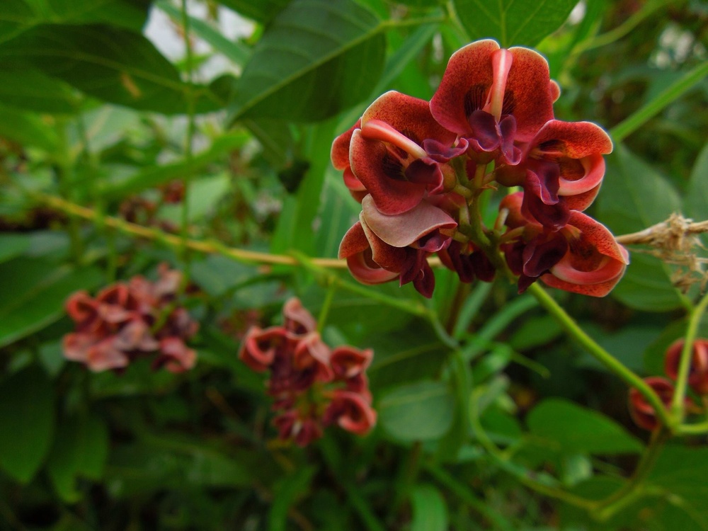 Flowering Vines That Will Thrive in South Carolina