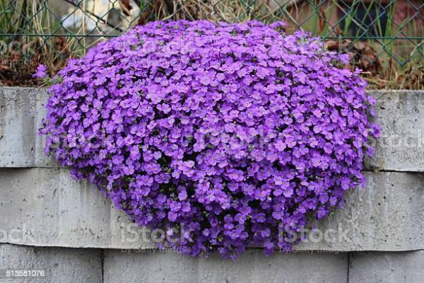 The Best Ground Cover Plants to Grow in Minnesota - PlantNative.org