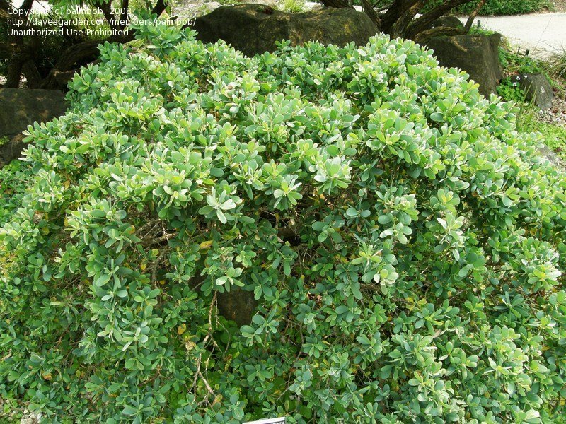 The Most Beautiful Ornamental Trees to Grow in Northern California