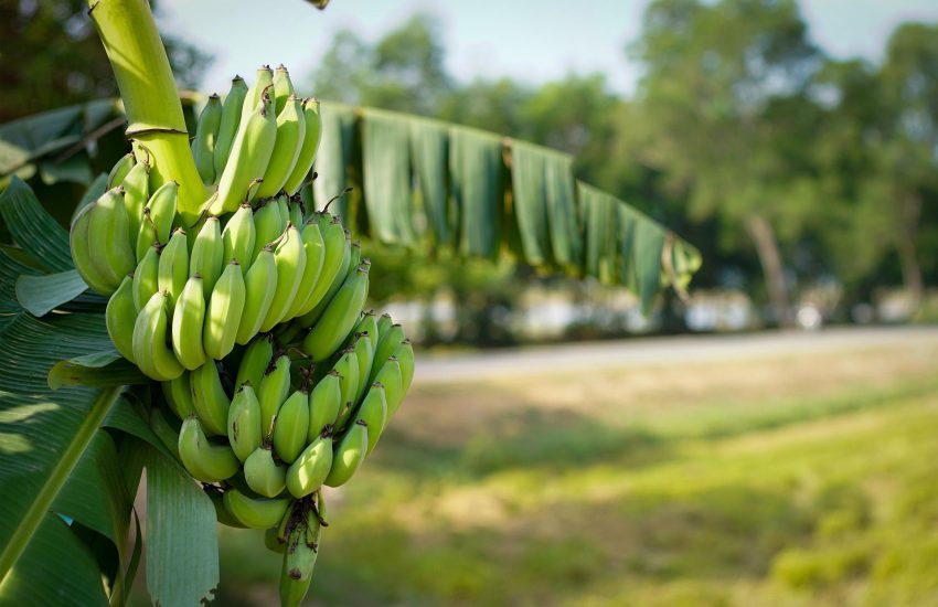 Banana planting
