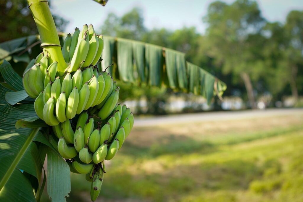 Banana planting