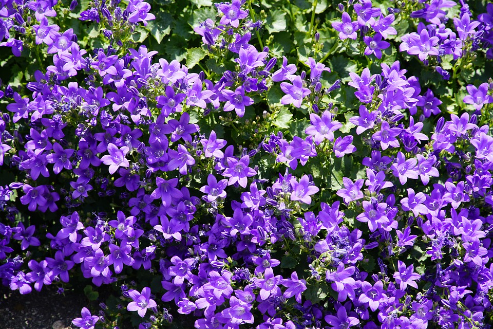 The Best Ground Cover Plants to Grow in Minnesota - PlantNative.org