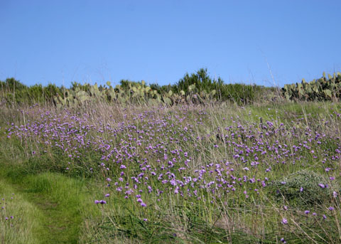 Ground Cover Plants To Grow In Northern California - Plantnative.org