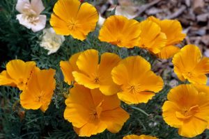 10 Ground Cover Plants to Grow in Southern California - PlantNative.org