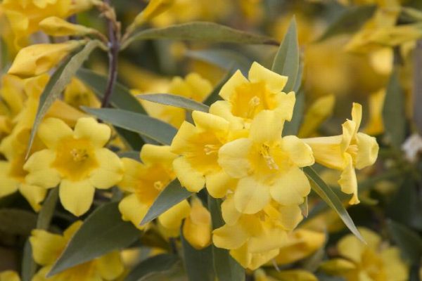 Flowering Vines That Will Grow Vigorously in Arizona - PlantNative.org