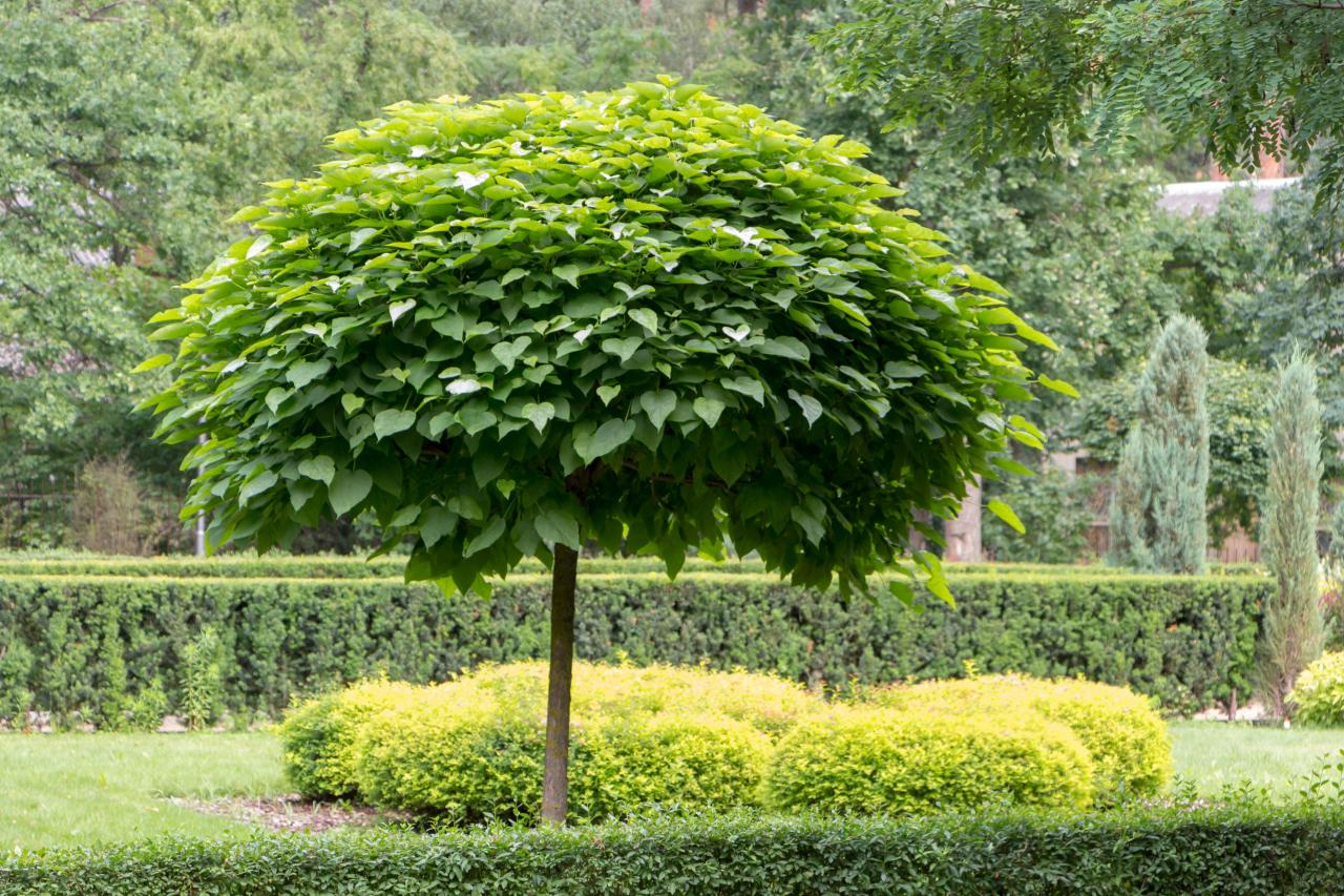 The Most Beautiful Ornamental Trees to Grow in Missouri