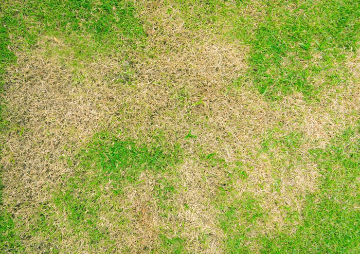 causes of patchy grass, renewal
