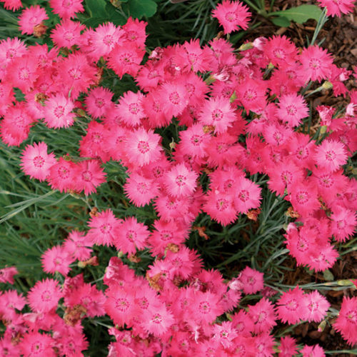 The Best Ground Cover Plants to Grow in Michigan