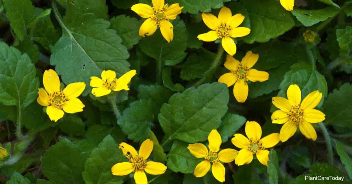 15 Ground Cover Plants to Grow in North Carolina