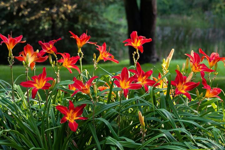 15 Ground Cover Plants to Grow in Alabama