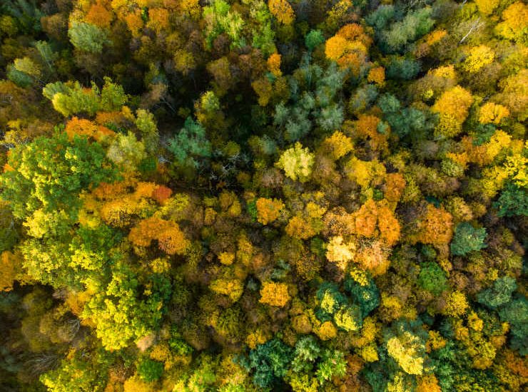 deciduous and evergreen trees, bird