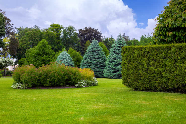 deciduous and evergreen trees, shaped