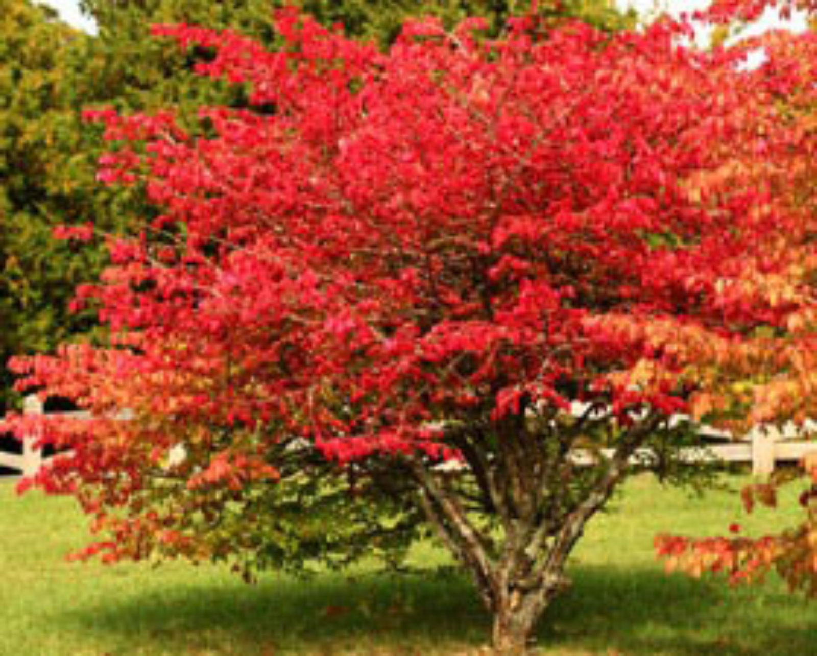 12 Ornamental Trees That Will Thrive in Minnesota