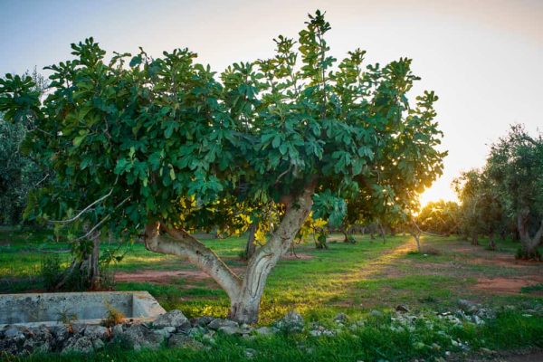 Our Favorite Ornamental Trees to Grow in Florida - PlantNative.org