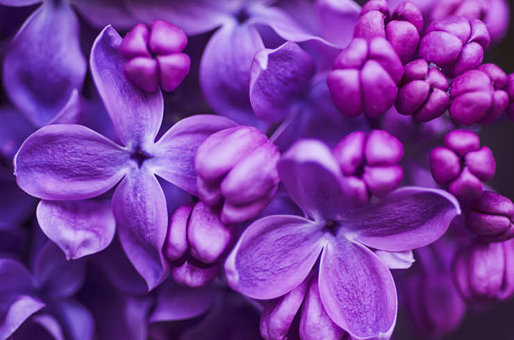 flowers to make perfume, lavender