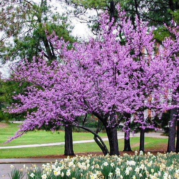 Ornamental Trees For Every Hardiness Zone in South Carolina