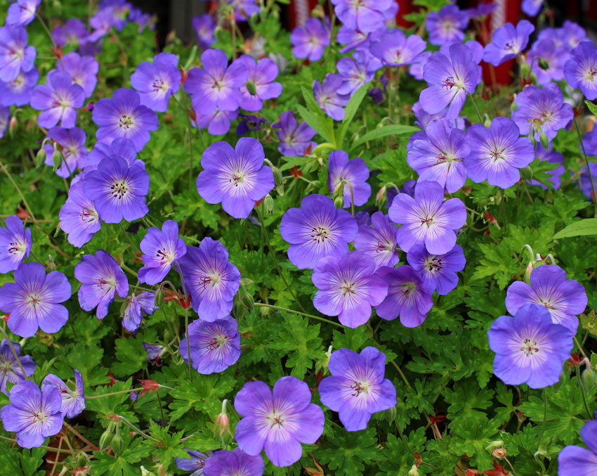 The Best Ground Cover Plants to Grow in Michigan - PlantNative.org