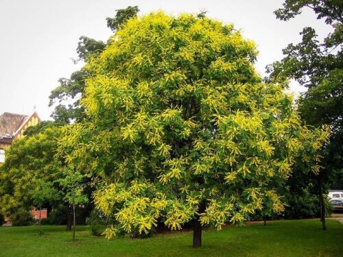 15 Ornamental Trees to Grow in Tennessee