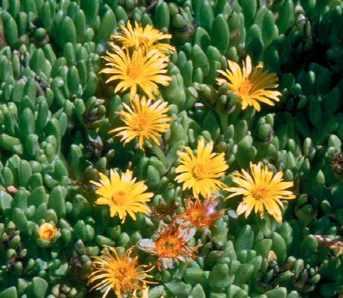 Our Favorite Ground Cover Plants to Grow in Utah