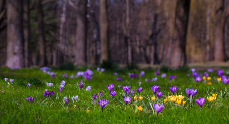 how to grof saffron, natural