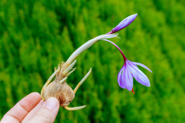 how to grof saffron, fragile