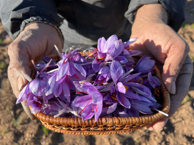 how to grof saffron, basket