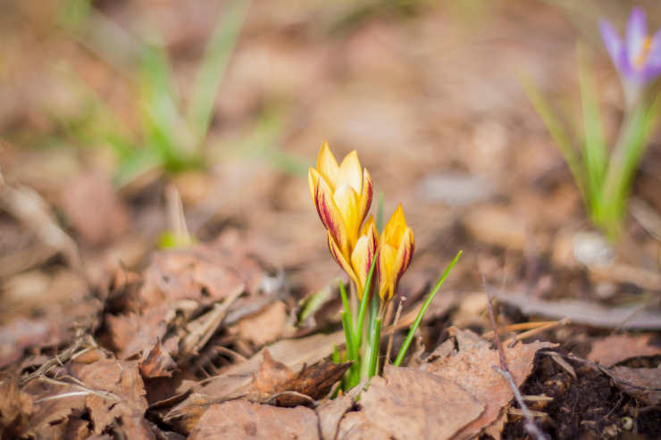 how to grof saffron, bulb