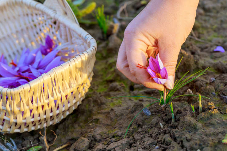 how to grof saffron, stem