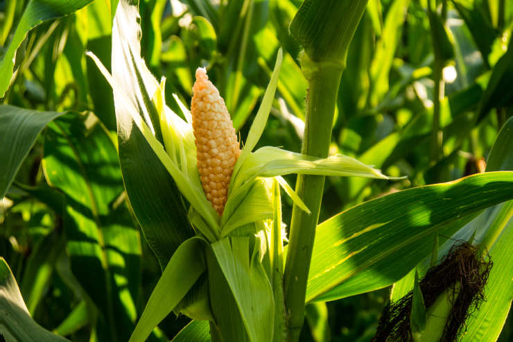 How to Grow Corn From Seed