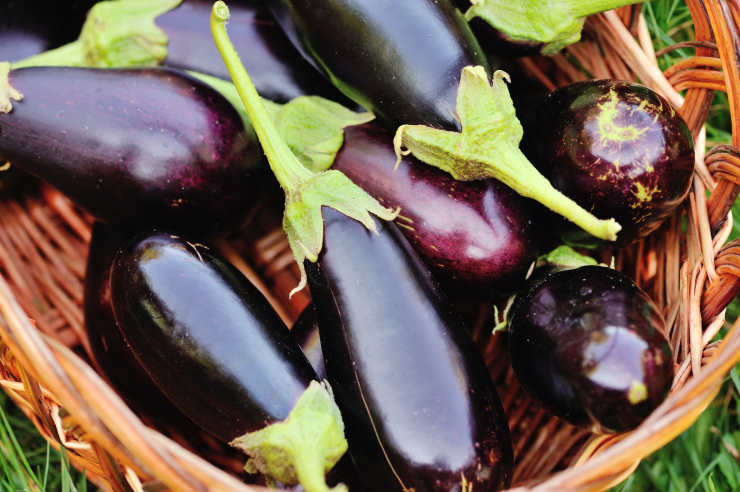 how to grow eggplant from seed, defeated