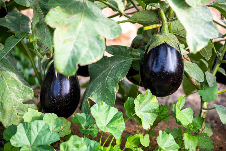 how to grow eggplant from seed, overweight