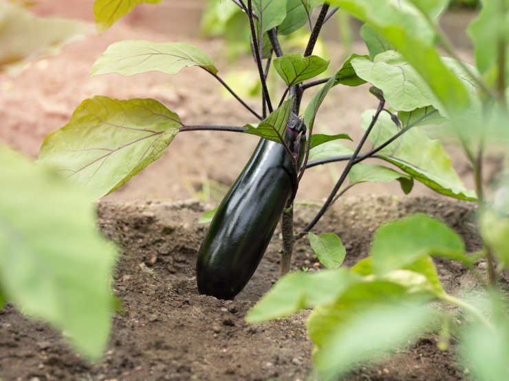 how to grow eggplant from seed, outcast