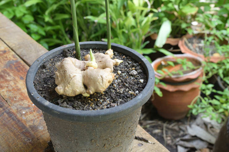 how to grow ginger from seed, pot