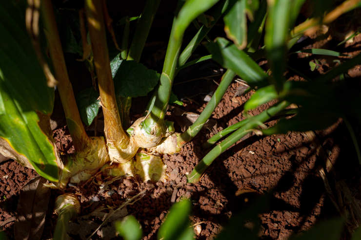 how to grow ginger from seed, shadey