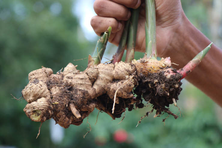 how to grow ginger from seed, hanged