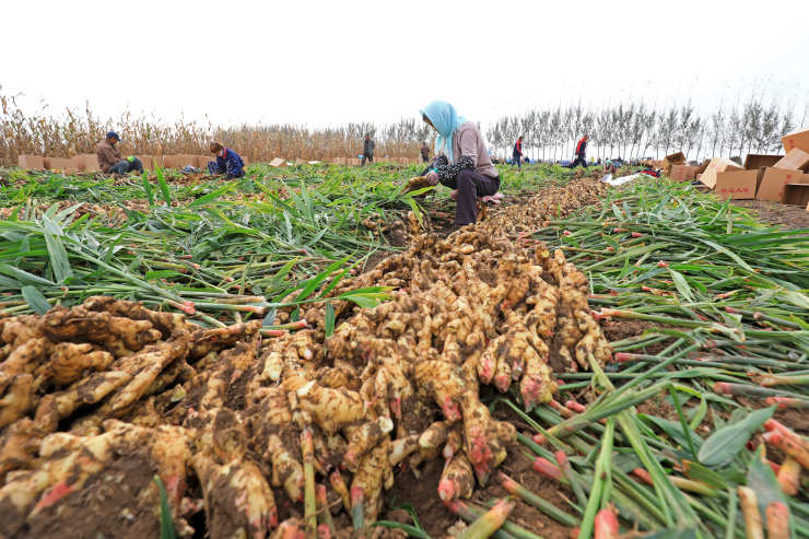 how to grow ginger from seed, field