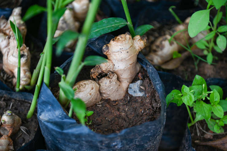 how to grow ginger from seed, plastic