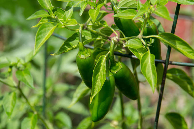 how to grow jalapenos from seed, branch
