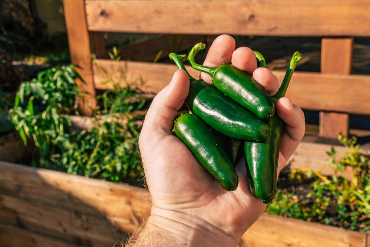 how to grow jalapenos from seed, handful