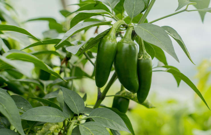 how to grow jalapenos from seed, tree