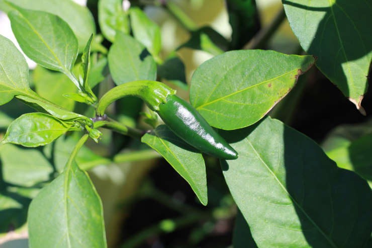 how to grow jalapenos from seed, shade