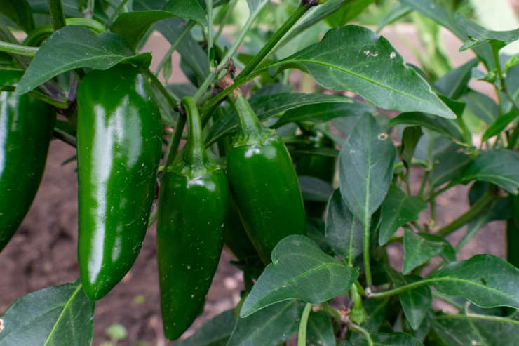 how to grow jalapenos from seed, pack