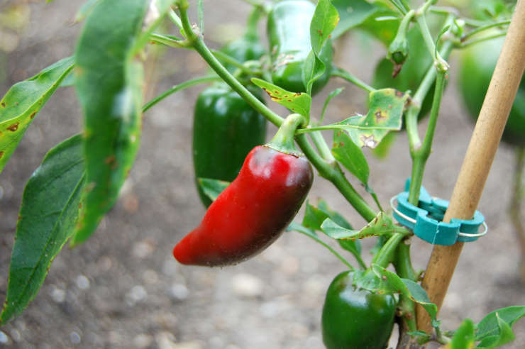 how to grow jalapenos from seed, red