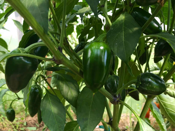 how to grow jalapenos from seed, bulky