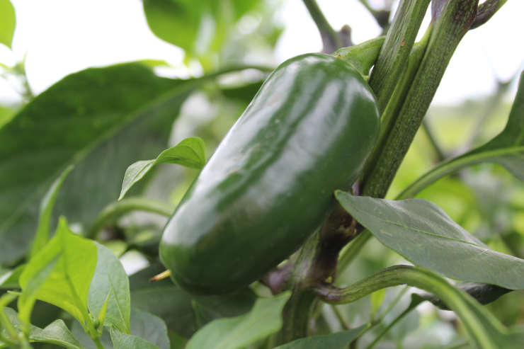 how to grow jalapenos from seed, overweight