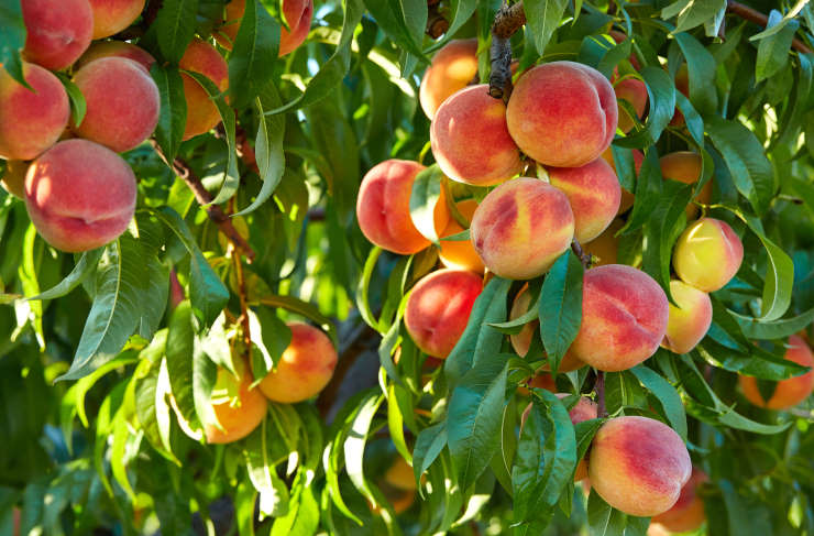 how to grow a peach tree, gang