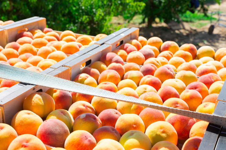 how to grow a peach tree, trucked