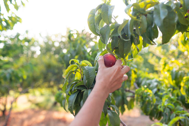 how to grow a peach tree, hand